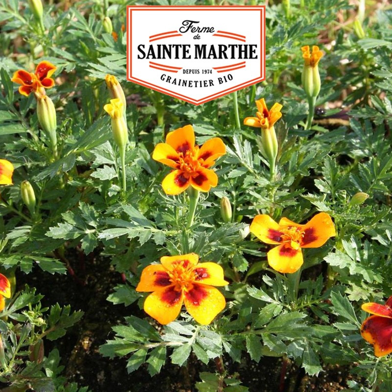 250 semi Calendula selvatica - La ferme Sainte Marthe