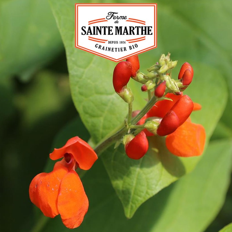 10 graines Haricot d'Espagne Scarlet Emperor - La ferme Sainte Marthe