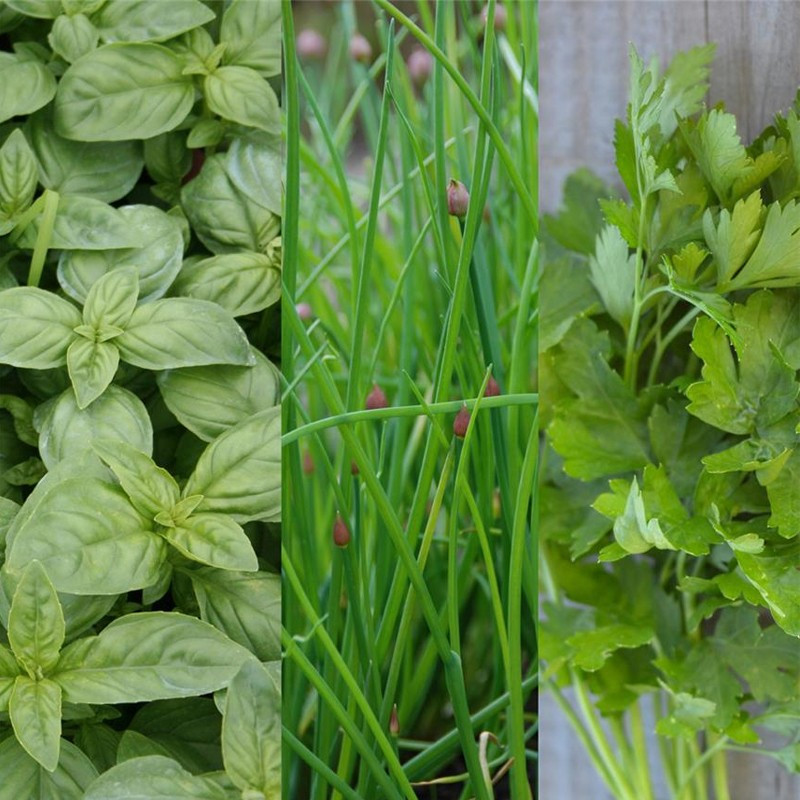 Ribbon of 150 aromatic seeds in mixture - La ferme Sainte Marthe