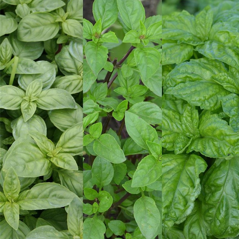 CINTA DE 150 SEMILLAS de ALBAHACA EN la MEZCLA de 0.22 g CINTA DE 150 SEMILLAS de ALBAHACA EN la MEZCLA de 0.22 g