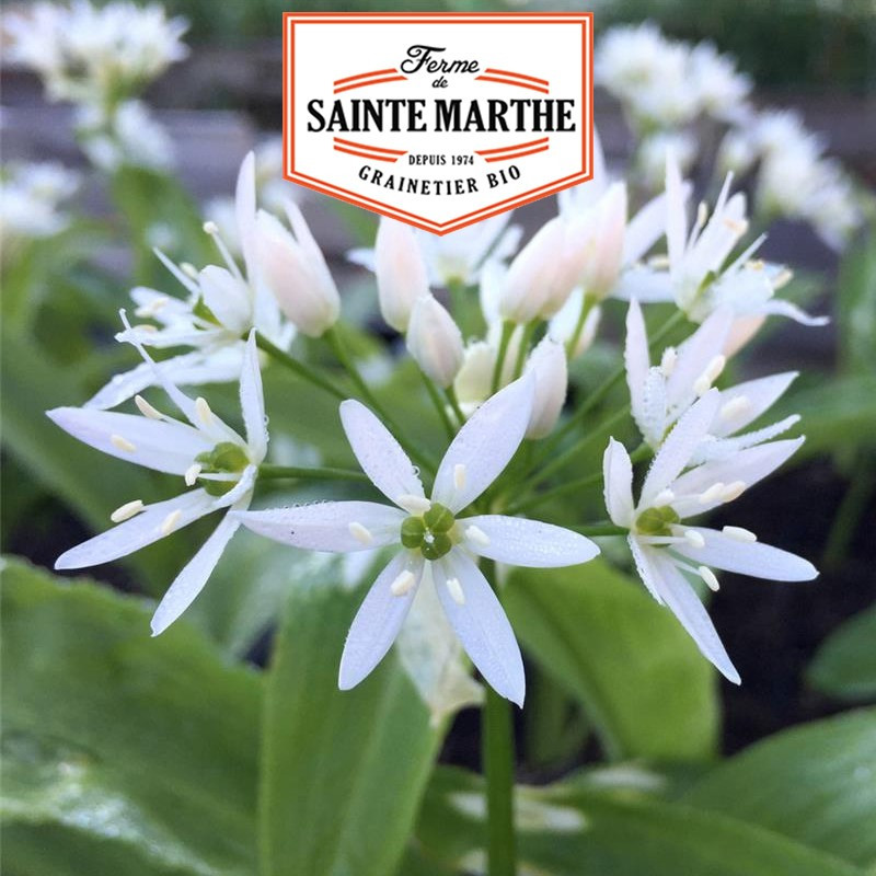 50 graines Ail des Ours - La ferme Sainte Marthe