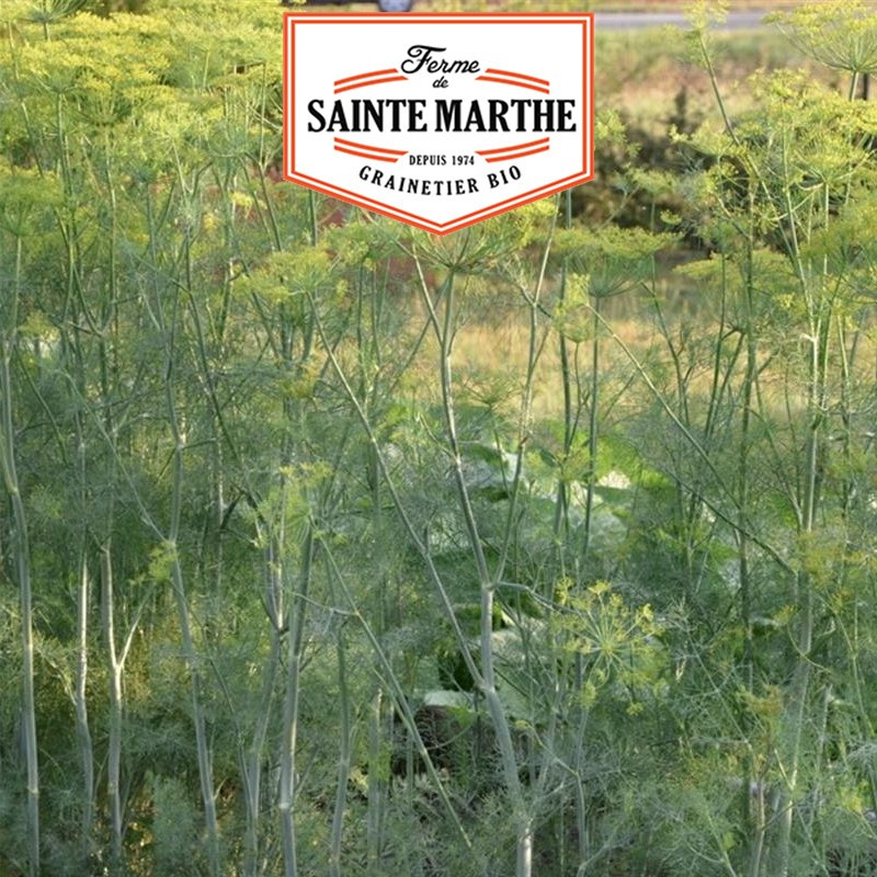 200 seeds Dill Hera - La ferme Sainte Marthe