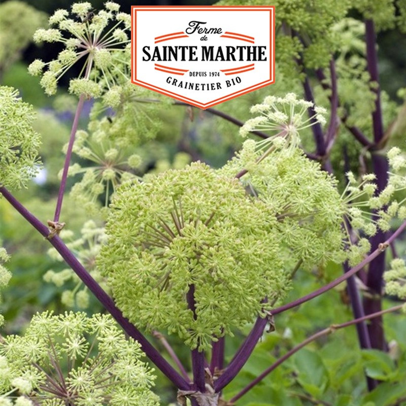 500 Samen Engelwurz (Angelica officinalis) - La ferme Sainte Marthe