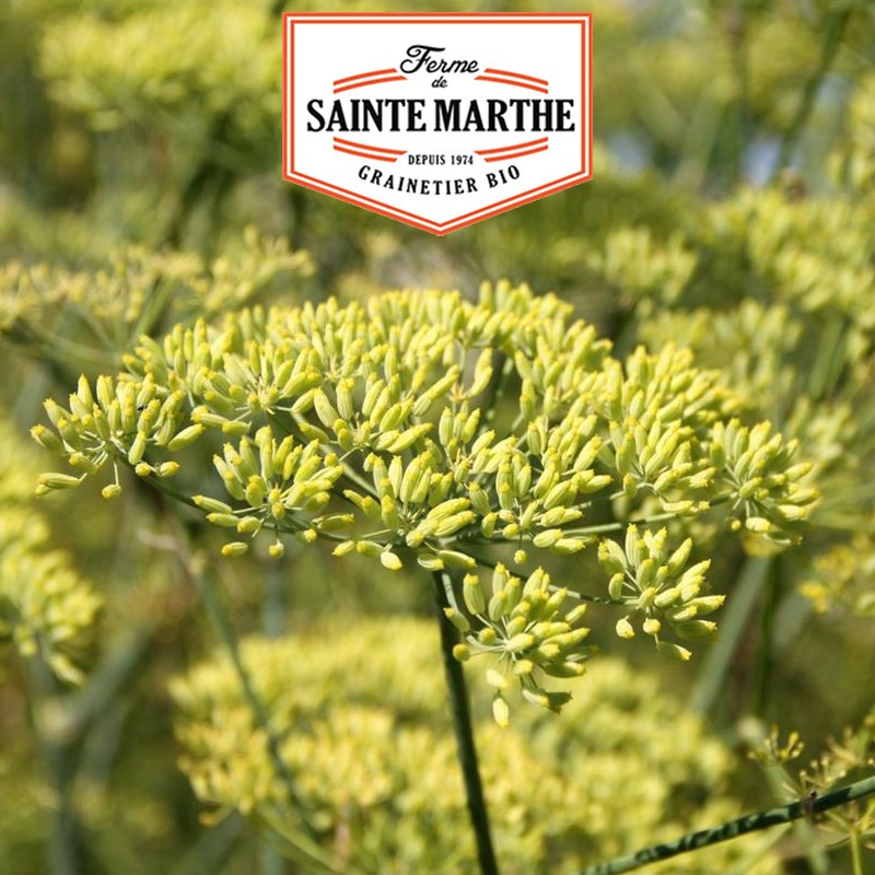 750 zaden Anis Vert - La ferme Sainte Marthe