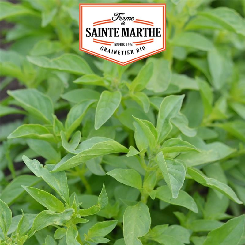 200 graines Basilic Citron - La ferme Sainte Marthe