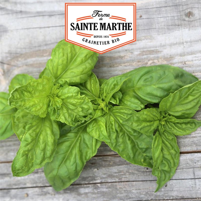 200 seeds Giant Basil - La ferme Sainte Marthe