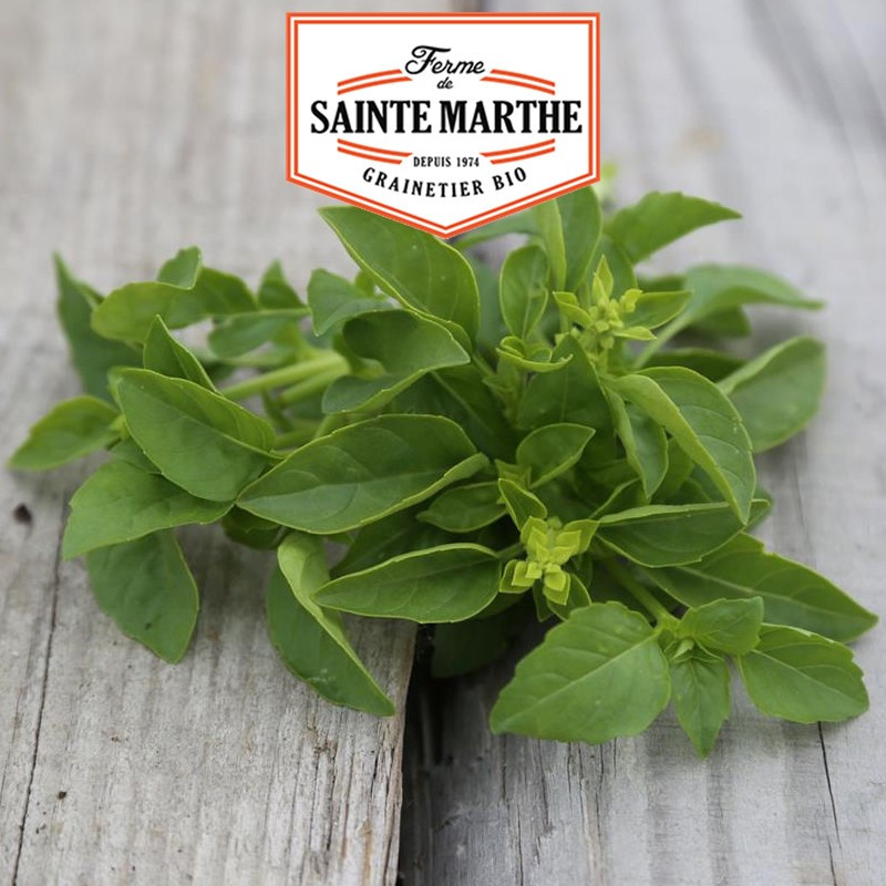 200 graines Basilic Marseillais - La ferme Sainte Marthe