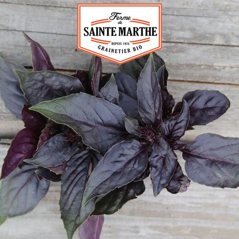 200 seeds Purple Basil - La ferme Sainte Marthe