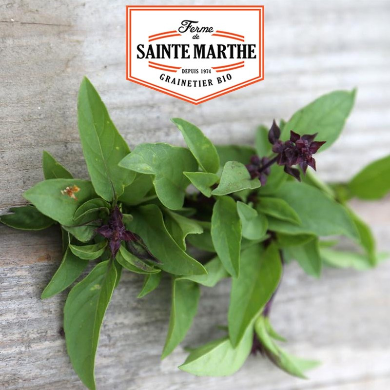 200 seeds Thai or Indonesian Basil - La ferme Sainte Marthe 200 seeds Thai or Indonesian Basil - La ferme Sainte Marthe