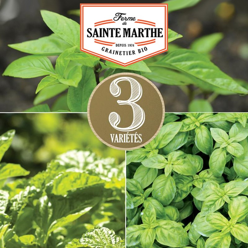 200 semi Miscela di basilico - La ferme Sainte Marthe