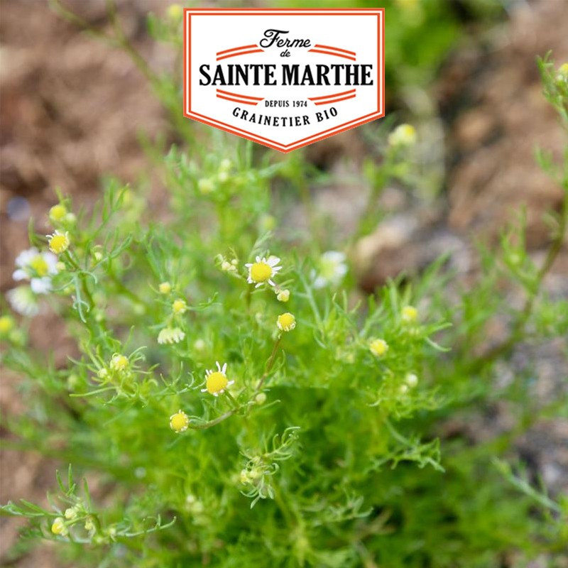 5000 seeds Chamomile Matricaria - La ferme Sainte Marthe