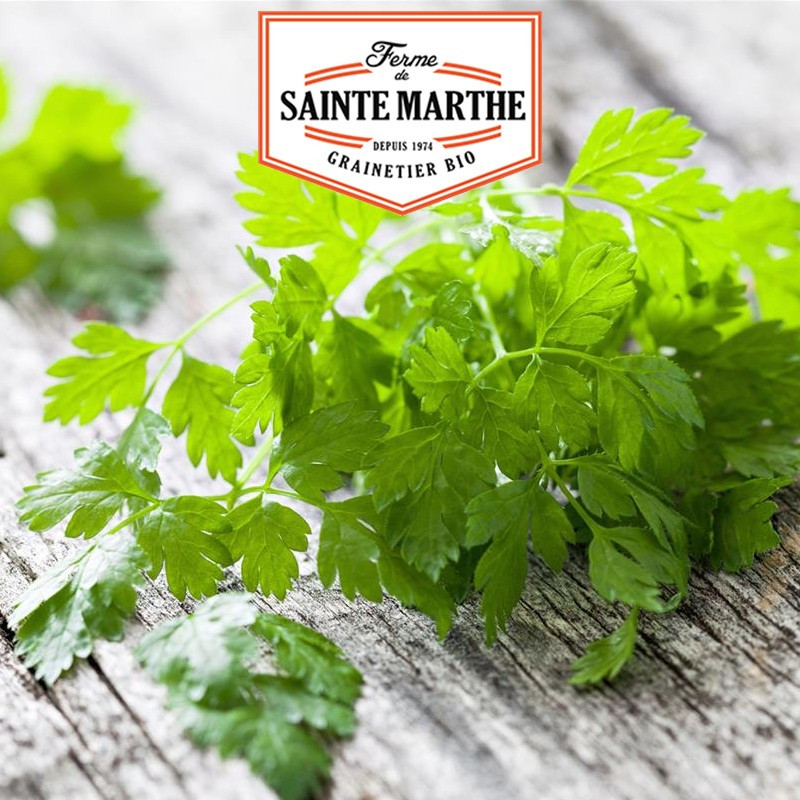 500 graines Cerfeuil commun simple - La ferme Sainte Marthe