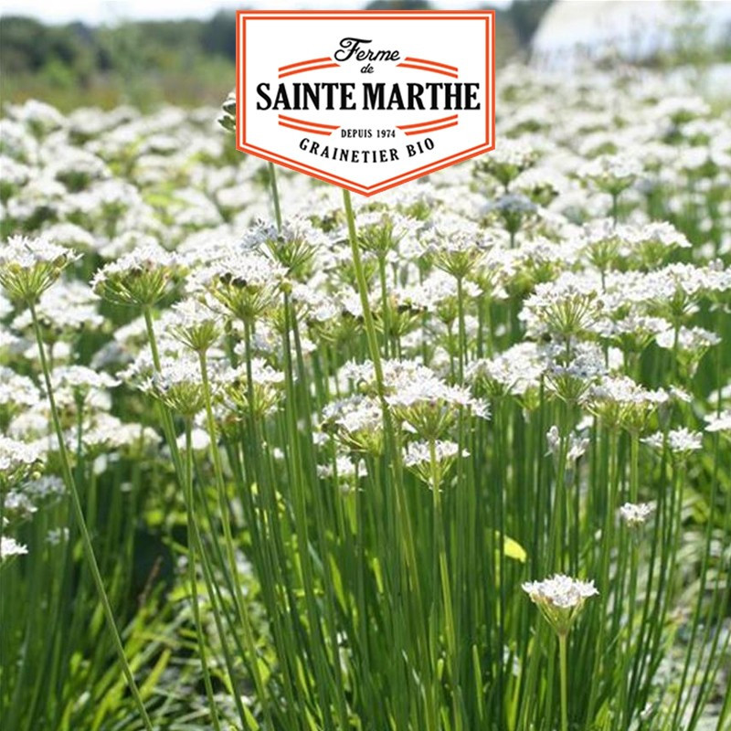 200 semi di erba cipollina cinese - La ferme Sainte Marthe