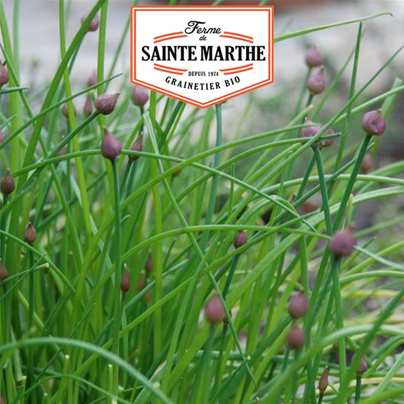 500 Samen Gewöhnlicher Schnittlauch - La ferme Sainte Marthe