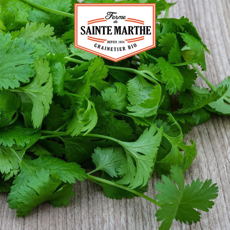 200 seeds Coriander AB - La ferme Sainte Marthe 200 seeds Coriander AB - La ferme Sainte Marthe