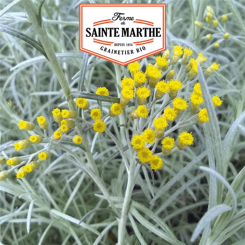 250 Samen Helichryse Pflanze Curry - La ferme Sainte Marthe
