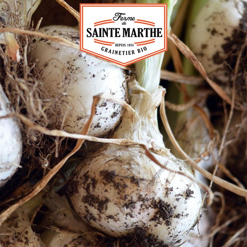 250 seeds White Lisbon onion - La ferme Sainte Marthe