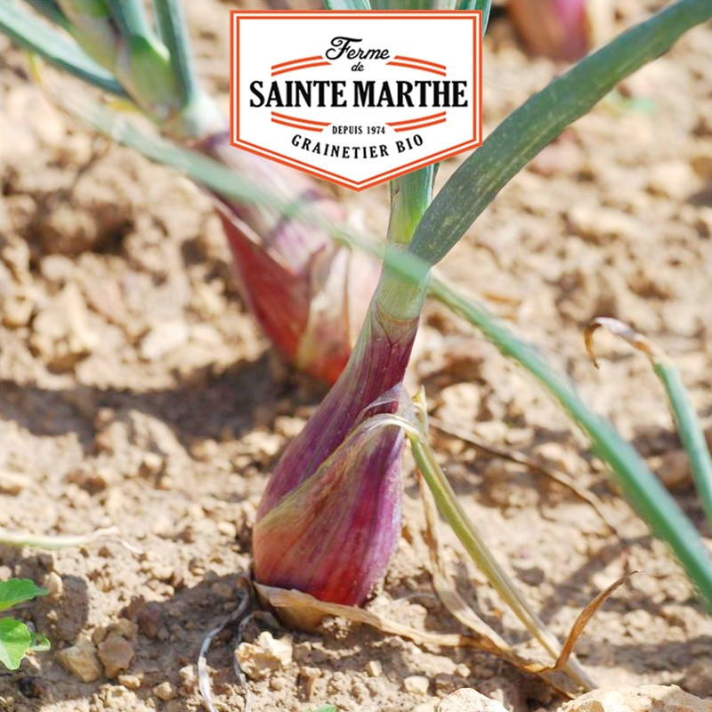 250 seeds Onions Rossa Lunga di Firenze - Santa Marta Farm