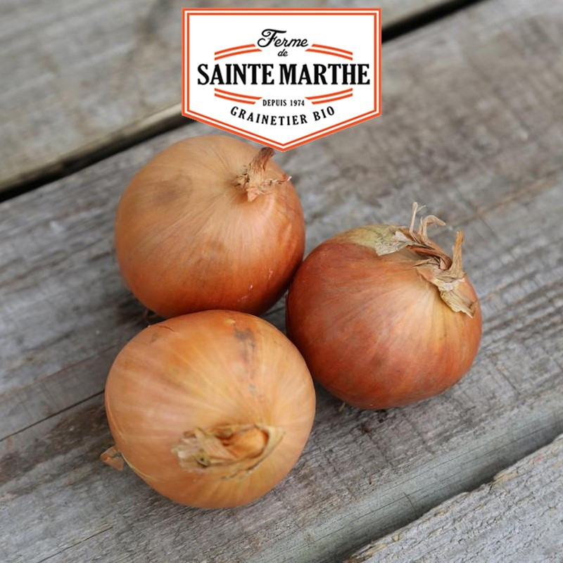 250 seeds Onion Stuttgart - La ferme Sainte Marthe
