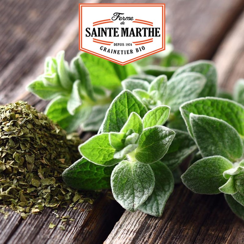 300 seeds Origan - La ferme Sainte Marthe