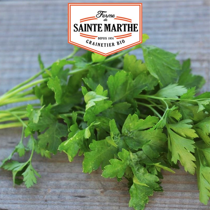 1000 seeds Common parsley - La ferme Sainte Marthe