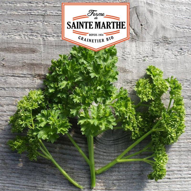 1000 seeds Curly parsley - La ferme Sainte Marthe