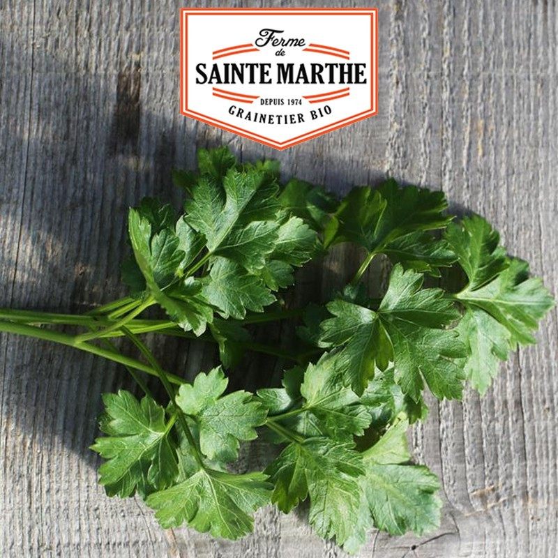 1000 Samen Petersilie Gigante d'Italia - La ferme Sainte Marthe