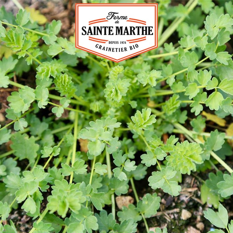 100 graines Petite Pimprenelle - La ferme Sainte Marthe