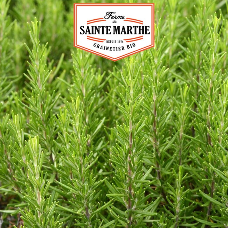 150 zaden Rozemarijn - La ferme Sainte Marthe 150 zaden Rozemarijn - La ferme Sainte Marthe