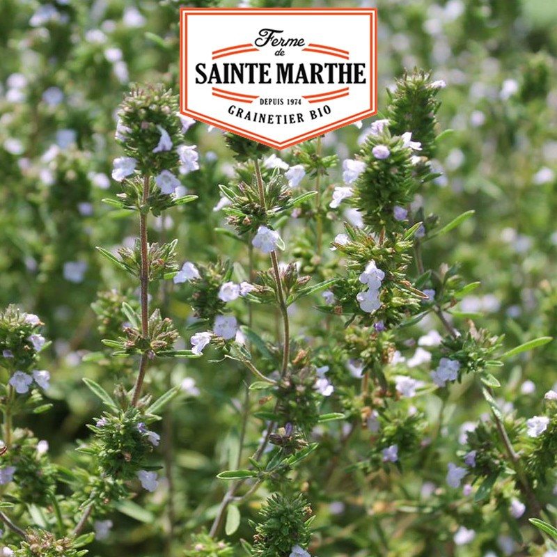 500 graines Sarriette - La ferme Sainte Marthe