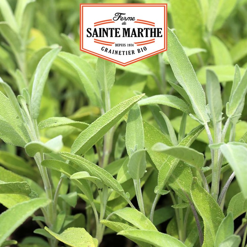 150 seeds Sage Officinale - La ferme Sainte Marthe