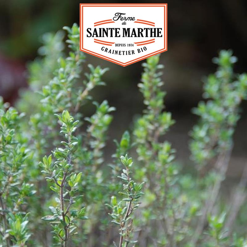 1000 seeds Common Thyme - La ferme Sainte Marthe
