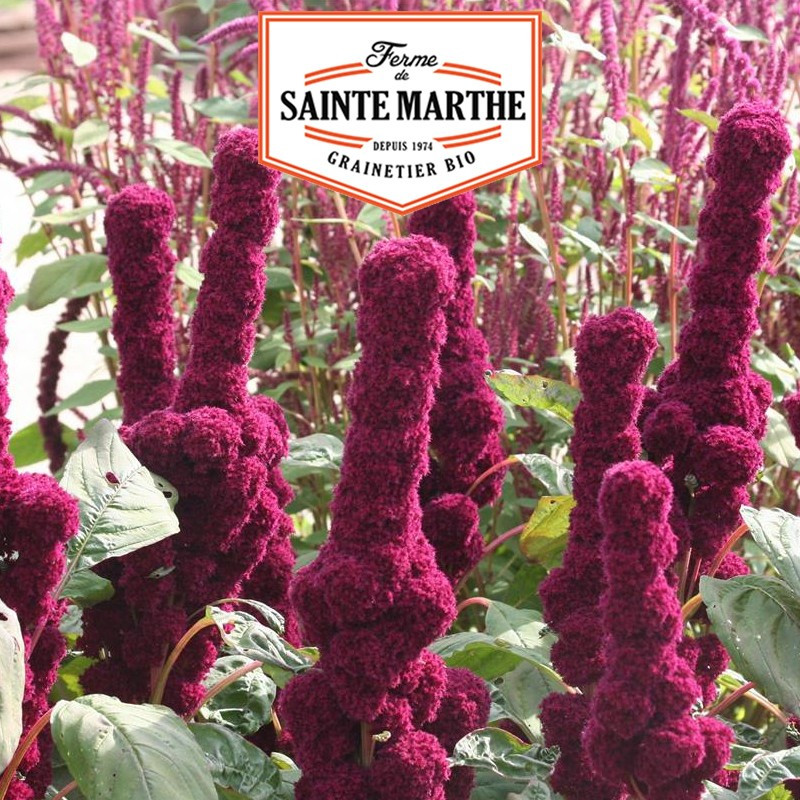 300 seeds Red Amaranth - La ferme Sainte Marthe