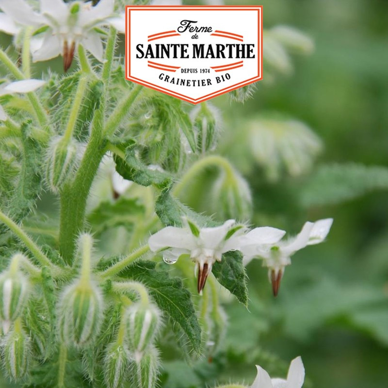 50 Samen Weißer Borretsch - La ferme Sainte Marthe