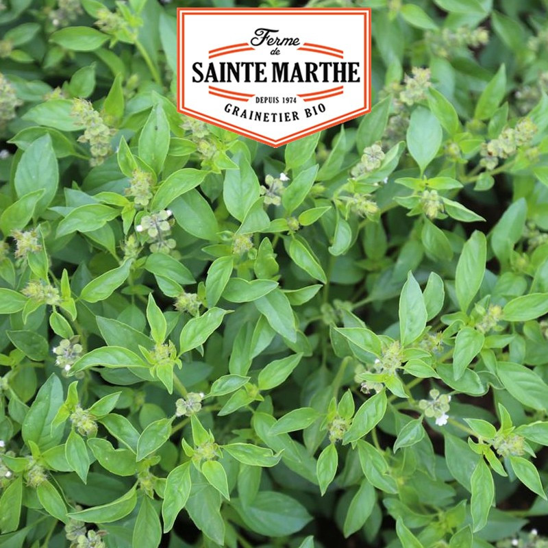 200 seeds Basil Lime - La ferme Sainte Marthe