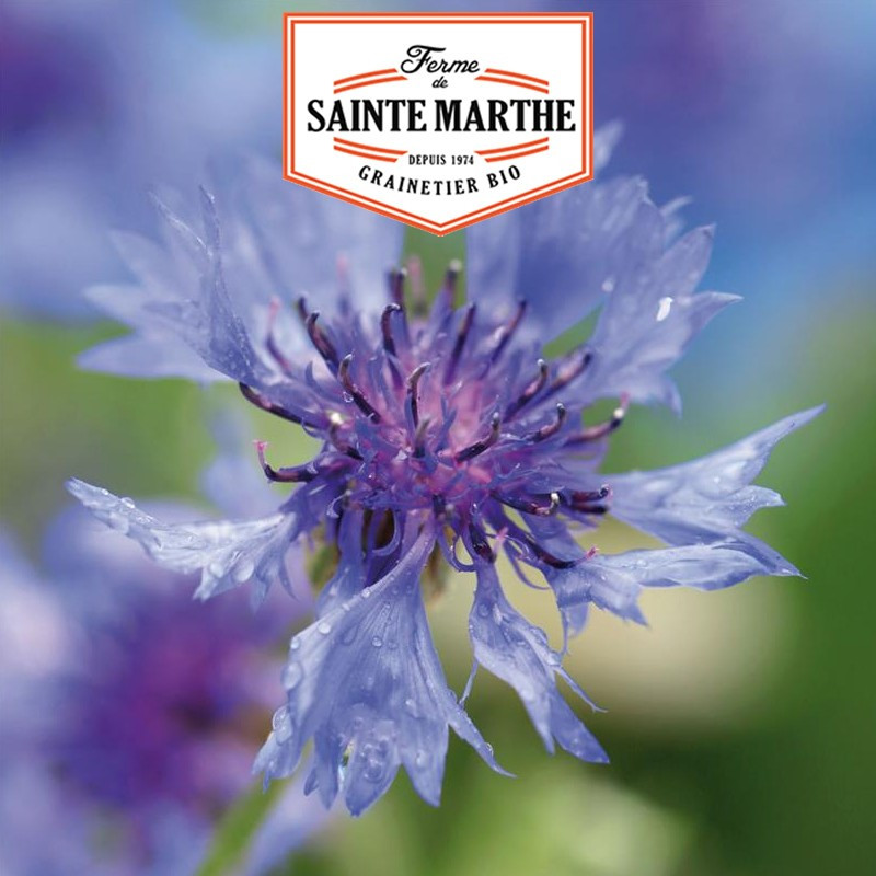 400 graines Bleuet - La ferme Sainte Marthe