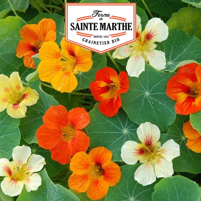 30 Samen Kapuzinerkresse Grande Variée oder Kletterpflanze - La ferme Sainte Marthe