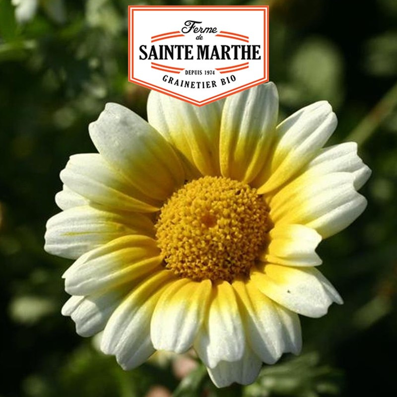 300 semi Chrysantheme Comestible - La ferme Sainte Marthe