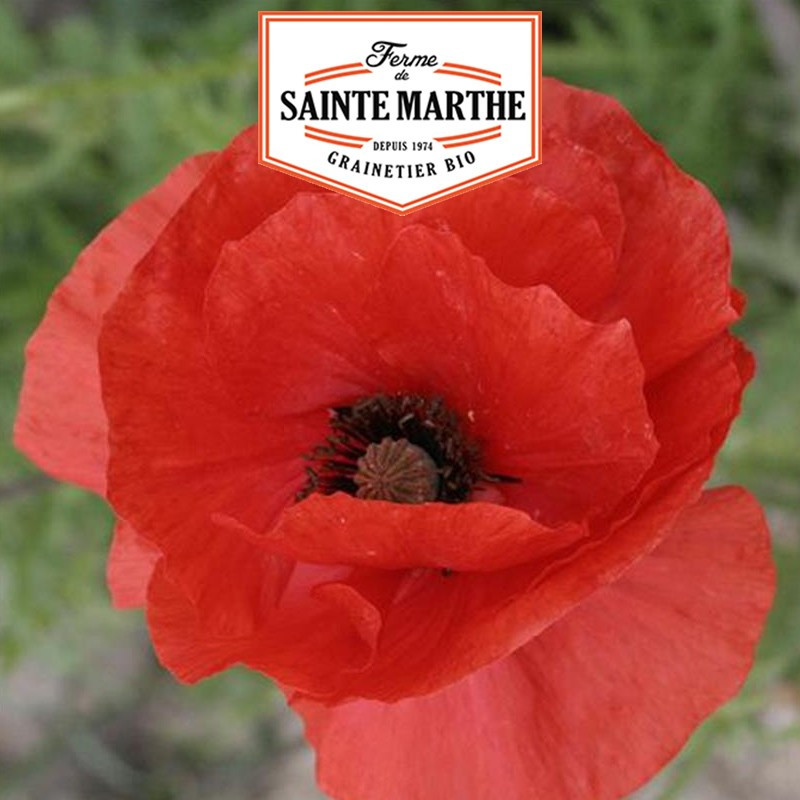 1 000 graines Coquelicot Simple Rouge - La ferme Sainte Marthe