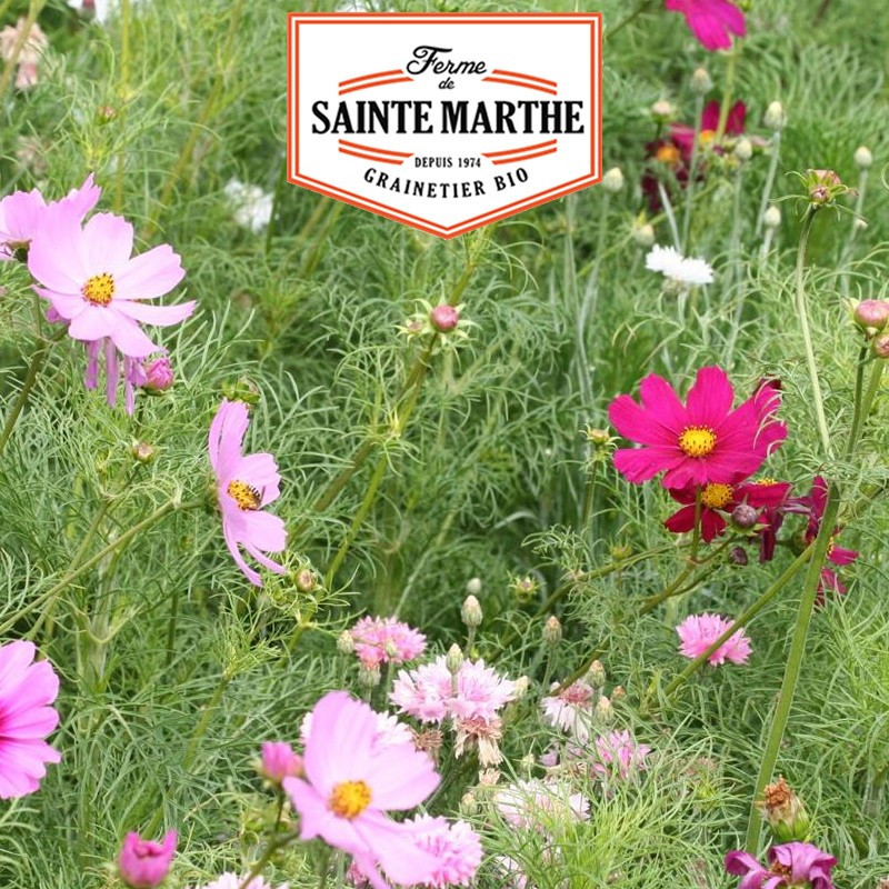 300 seeds Cosmos Sensation Varié - La ferme Sainte Marthe