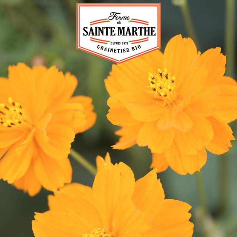 120 seeds Cosmos Sulphureus Varied - La ferme Sainte Marthe