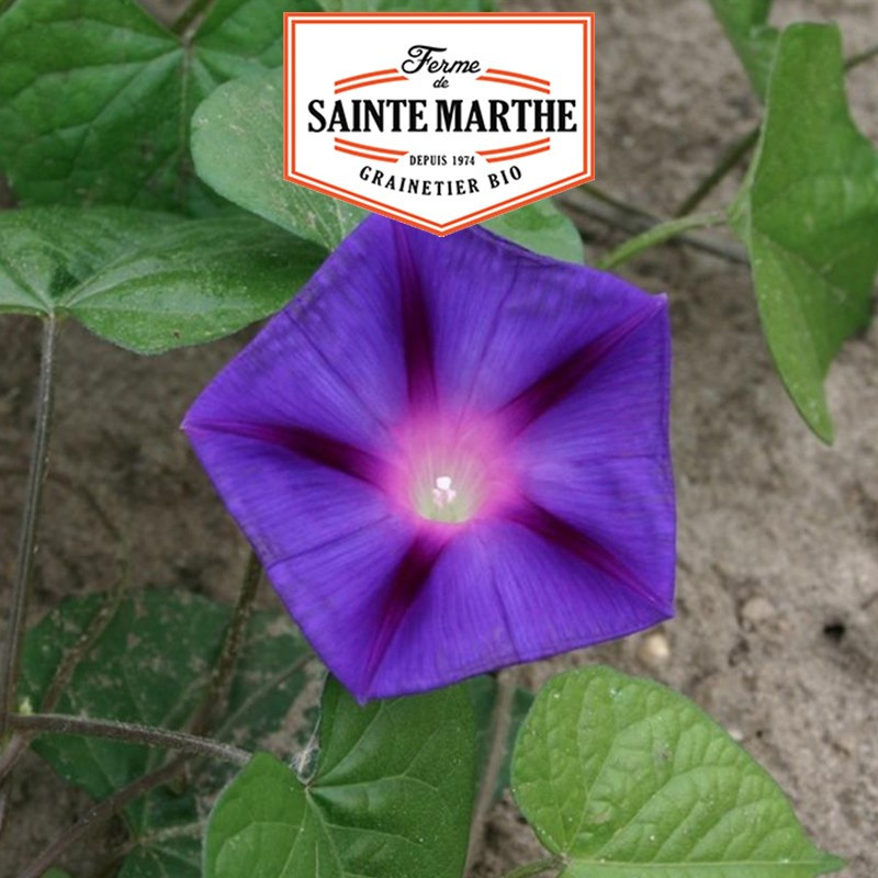 125 seeds Purple Ipomoea - La ferme Sainte Marthe