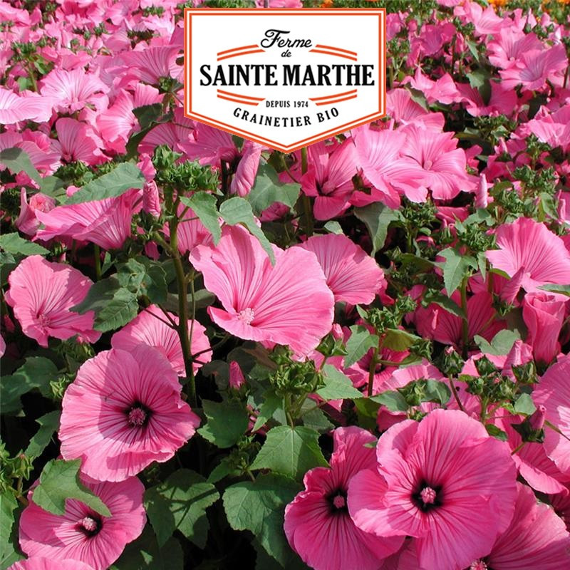 500 seeds Lavatere Annual - La ferme Sainte Marthe
