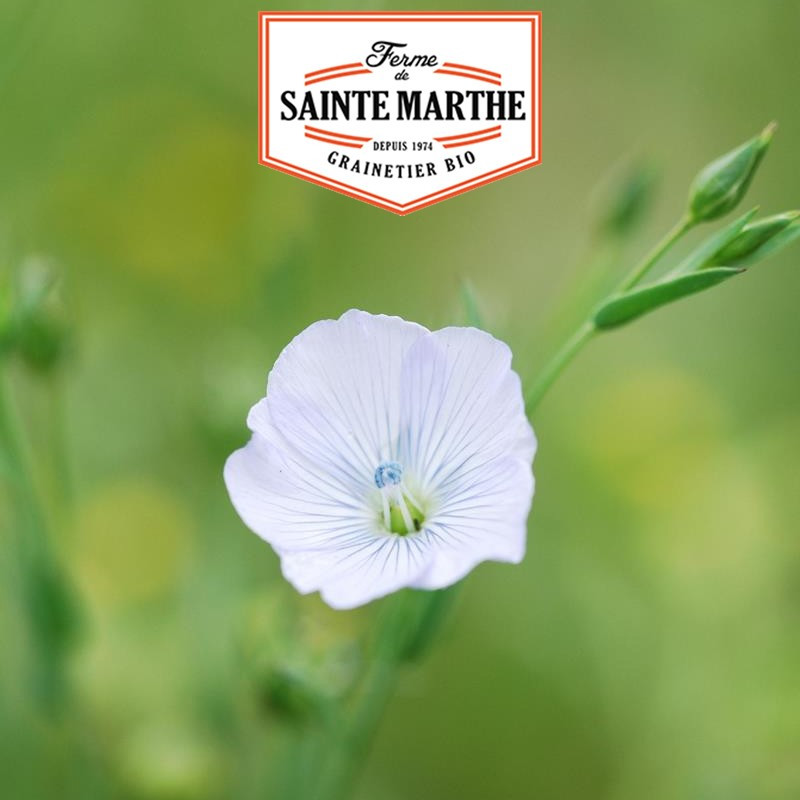 650 zaden Wit vlas - La ferme Sainte Marthe