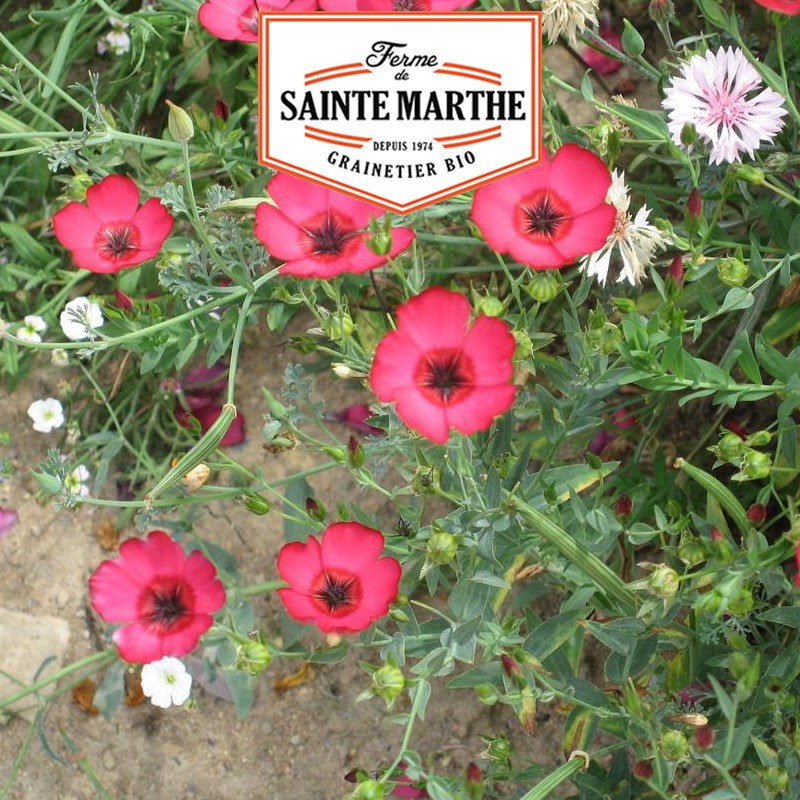 1 000 seeds Red Flax - La ferme Sainte Marthe