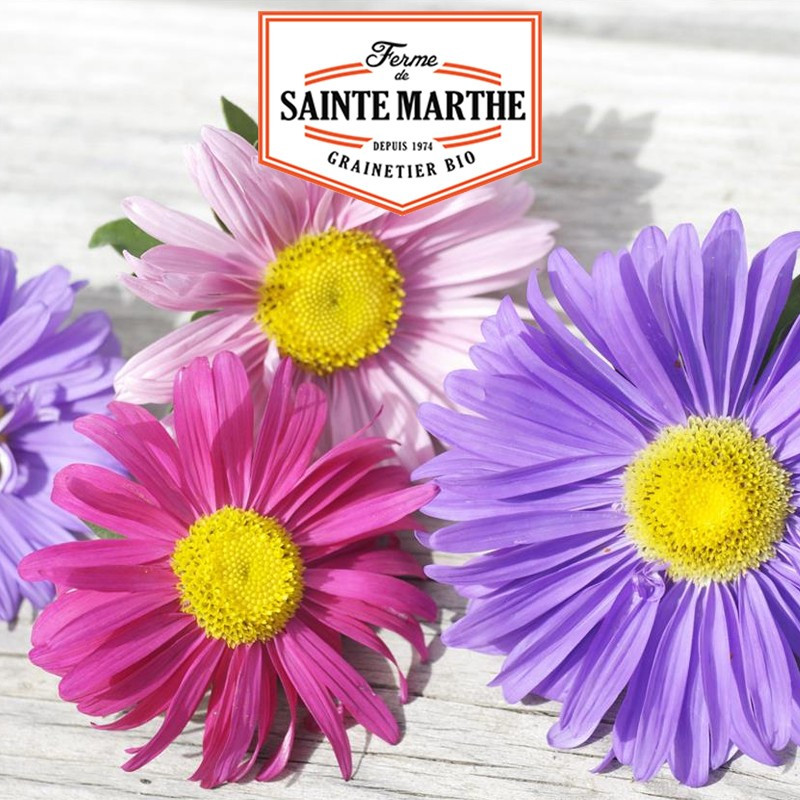 500 semi Reine Marguerite con fiori singoli variegati - La ferme Sainte Marthe