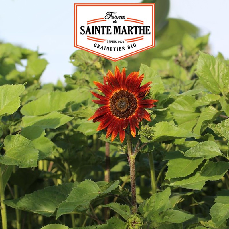 50 graines Tournesol Rouge - La ferme Sainte Marthe