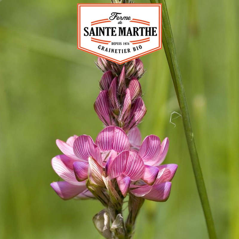 200 grams Sainfoin - La ferme Sainte Marthe