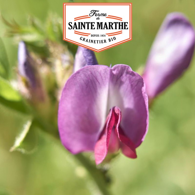 500 Gramm Frühlingswicke - La ferme Sainte Marthe