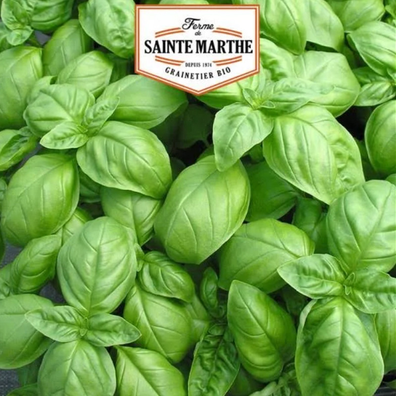 200 BASILIKUM-SAMEN GENOVESE 0.36g